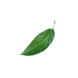 green mango leaves isolated white background 2